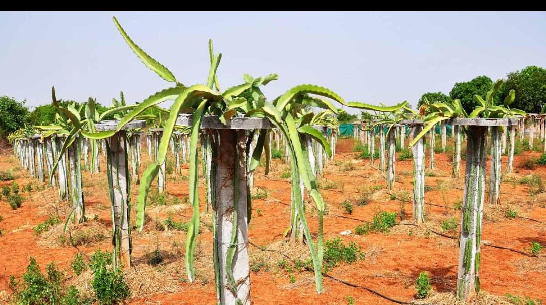 Trellis pillars across red soil rows