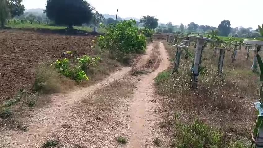 Dragon fruit farm walkthrough video